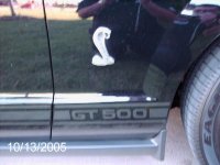 SHELBY 1.jpg