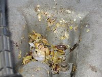 snails 003 (Medium).jpg