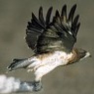 Two Hawks