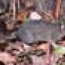 Rat